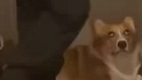 男子在家跳舞，狗狗眼神亮了