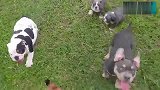 小伙伴都兴奋的到草地上玩，只有这只斗牛犬一直守护主人!