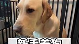 新手养狗选拉布拉多，适不适合？