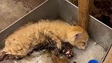 被爱的猫咪眼里真的会有光