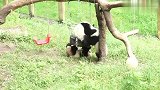 大熊猫这三个小家伙可真是停不下来,又开始打闹起来了