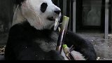 听说有人看熊猫吃东西能看一天，原来是真的