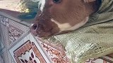 小牛犊病重，主人把它放在卧室炕上照顾