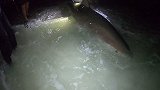 美国：佛罗里达州一群渔民捕捉到一条大白鲨，随后将其放生