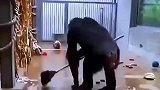 动物园里帮工作人员扫地的黑猩猩，扫地对我来说不是小儿科
