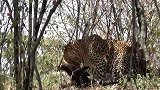 动物世界：花豹野外捕猎归来，幼崽们下一顿有着落了