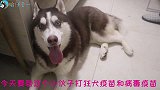 哈士奇皮太厚，打狂犬针不痛不痒，医生：这是我最快的一次！