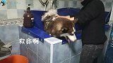 宠物店老板：这条二哈洗澡不收你钱，求你别再带来了！