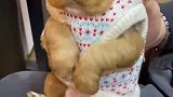 主人给狗狗穿上衣服，狗狗一动不敢动可爱又搞笑