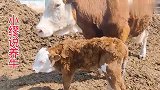 买保揣母牛，定要仔细检查这个部位，不然后期会很麻烦