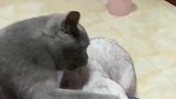猫咪：整天就知道玩，我今天就给你一巴掌让你清醒清醒！