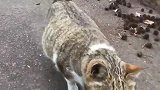 野外遇见一只流浪猫，走近一看发现不对，细看高兴坏了