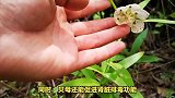 “挖痰”的中药来了！养肺，养肾还养皮，润燥生津