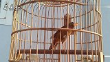 精选画眉鸟叫声，清脆高昂无杂音，值得收藏