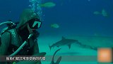 国外奇女子 天生和鲨鱼亲近 甚至能把鲨鱼撸睡着