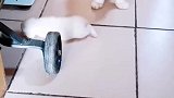 猫：铲屎的你帮我照看下孩子，我出去玩会儿！