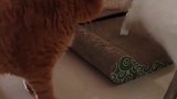 猫：惹不起你，难道我还躲不起吗！