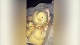 这个小鸡一只看着蛋壳里的，终于破壳了，小鸡会去帮助吗