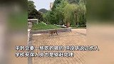 黔灵山在逃猴子勇闯大学校园，飞檐走壁讨要食物，女生惊呼“它腿好长啊”