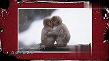 单身狗的孤单寂寞冷，春天来了吗？春天怎么还不来！