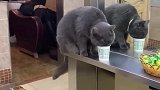猫：这洗发店的茶味道还不错呀！