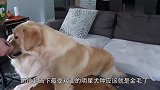 金毛看到玩具被主人洗了，立马不愿意了，看完憋住别笑