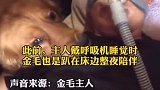 金毛呜咽迎接患病主人回家，狗狗也太贴心了吧，万物皆有灵性