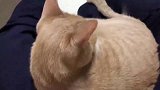 爱粘小主人的橘猫，跑到主人怀里撒娇：人家就要抱抱