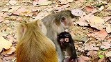 两个猴妈妈训练猴宝宝走路