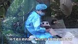 上一秒撒娇，下一秒直接把你拥入怀中，熊猫可爱！