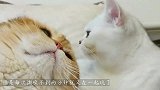 见过许多猫咪打架，这两只猫让我笑的肚子痛，打架打出新花样