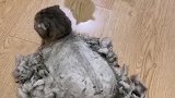 猫咪第一次看见剃毛