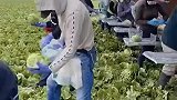白菜这样收割，这也太浪费了
