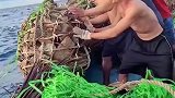 揭秘放置索网，海鱼产卵数量暴涨的绝密方法！