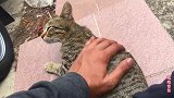 这是一只聪明的流浪猫，怎么摸都可以，知道这样可以得到食物