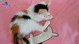 胖公猫用尾巴逗小流浪猫，小猫立刻扑上去，胖猫突然发怒伸爪就揍