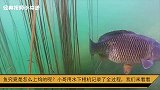 鱼究竟是怎么上钩的呢？小哥用水下相机记录了全过程，我们来看看