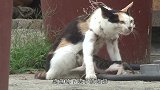 猫咪困在密室濒临死亡，当见到主人的那一刻，所有人都泪目了