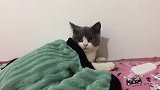 天气冷了，小猫咪要盖好被子，不要感冒了！