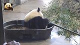 刚“挖完煤”的熊猫宝宝灰头土脸吃苹果：身为国宝，我容易吗？！
