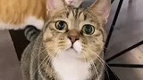 猫有话好好说，你别拿手机拍了，让我媳妇儿看见就完了