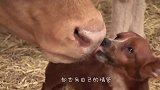 万物皆有灵，几名小伙殴打男子，牛儿不顾一切去保护主人！_1