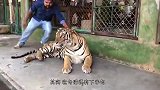 狮子屁股突然一阵“剧痛”，真是奇耻大辱，接下来笑死人！