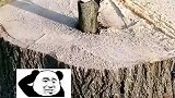 伐木工伐木两小时，大树始终不倒