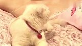 二豆被瓜子和豆妈联合套路了，二豆不开心，后果很严重！