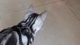天啊！我为什么会买这么多沙雕猫玩具！猫咪玩具拔拔草