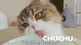 主人跟猫咪玩开火车的游戏，6只猫坐在火车上面的样子也很搞笑