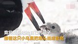 鸟妈妈把烟头当成食物喂给孩子，雏鸟直接将垃圾吞下