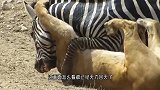 鳄鱼狠狠的咬住斑马，斑马拼命挣扎却无济于事，下一刻意外发生了