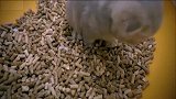 小萌猫管他方向对不对，盖没盖住，良心过的去就行了!